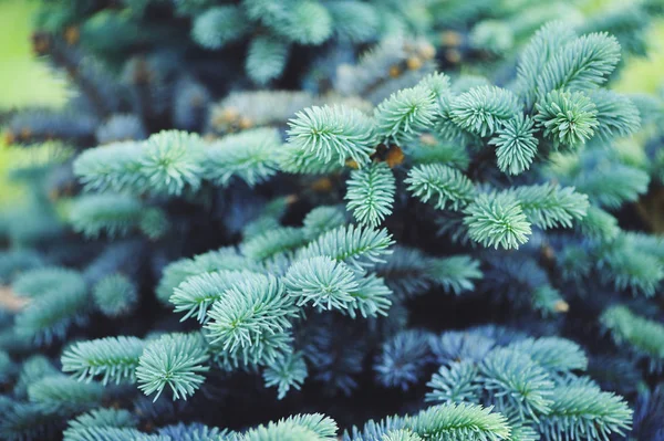Picea Spruce Pungens Glauca Globosa Garden Dwarf Blue Conifer — Stock Photo, Image
