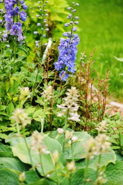 Delphinium closeup yaz bahçesinde çiçeklenme. Güzel mavi çiçekli çok yıllık bitkiler büyüyen