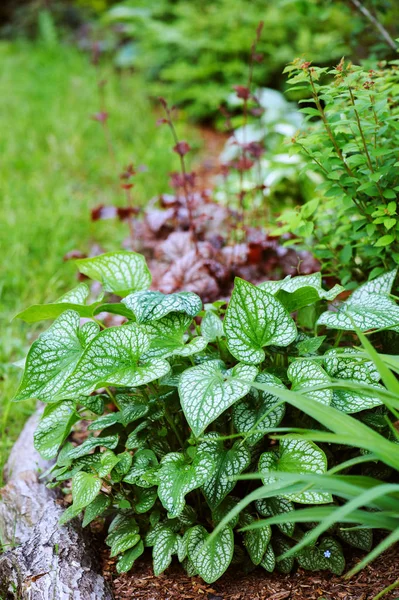 Brunnera Jack Frost Φυτεύονται Μικτά Σύνορα Συνδυασμό Κόκκινο Heucheras Σύντροφος — Φωτογραφία Αρχείου