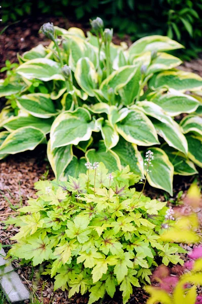 Heucherella Planted Hosta Summer Garden — Stock Photo, Image