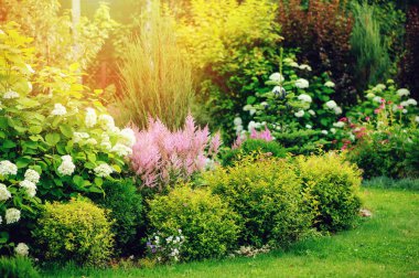 Sarı spirea japonica, pembe astilbe ve ortanca ile karışık sınır. Birlikte çalılar ve çiçekler dikiyorlar.