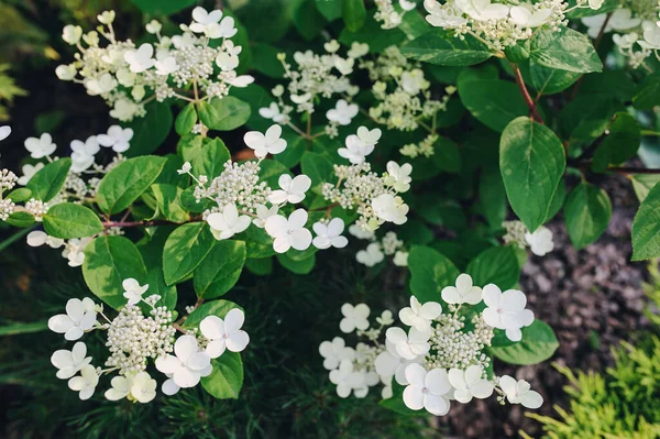 Nahaufnahme Der Blühenden Hortensie Paniculata Frühe Sensation Sommergarten — Stockfoto