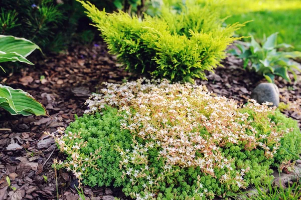 菊花科植物 种植于花园中 背生有金银花 — 图库照片