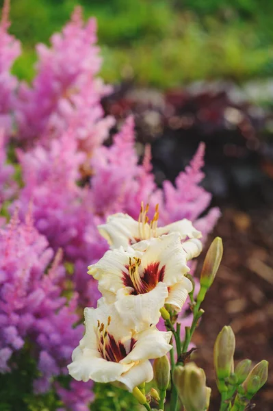 Day Lily Planted Together Pink Astilbe Summer Blooming Garden Companion — Stock Photo, Image