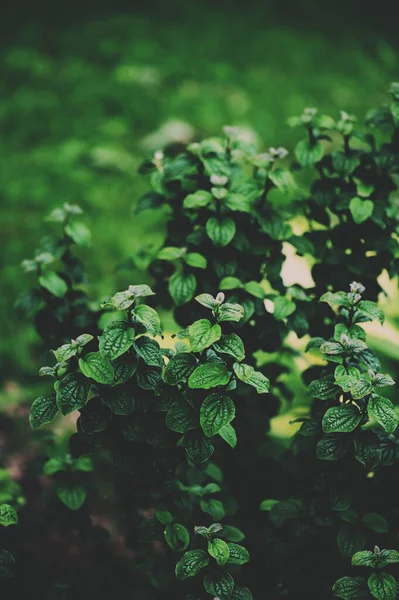 Cornus Compressa Sanguinea Close Summer Garden Unusual Shrub Landscaping — Stock Photo, Image