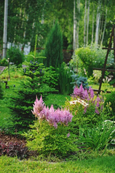 Θέα Στον Καλοκαιρινό Κήπο Ανθισμένες Αστίλβες Νάνους Κωνοφόρα Και Άλλους — Φωτογραφία Αρχείου