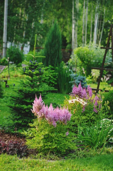 Sommar Trädgård Utsikt Med Blommande Astilbe Dvärg Barrträd Och Andra — Stockfoto