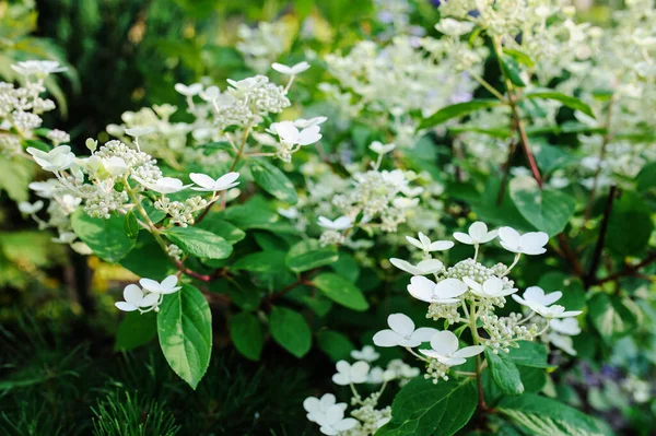 Primer Plano Hortensia Floreciente Paniculata Sensación Temprana Jardín Verano —  Fotos de Stock