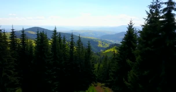 Aerial view of the Carpathians through the pines, Ukraine. Drone flight — Stock Video