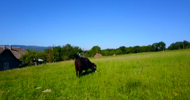 Kuh frisst auf der Weide — Stockvideo