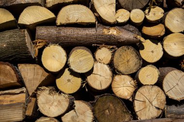 Yığılmış huş ağacı yakacak odun dokusu. Ormanların tahrip edilmesi. Ağaç kesiyorum. Ahşap desenli fotoğraf. Şömine ve soba için hammaddeler.
