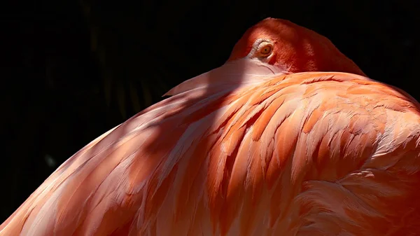 Pink flamingo close-up