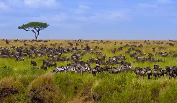 Herd of wildebeest antelope