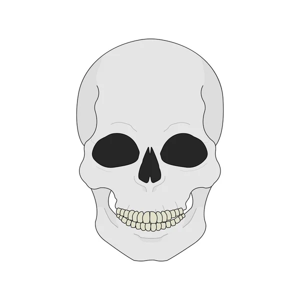 Human skull icon — Stock Vector