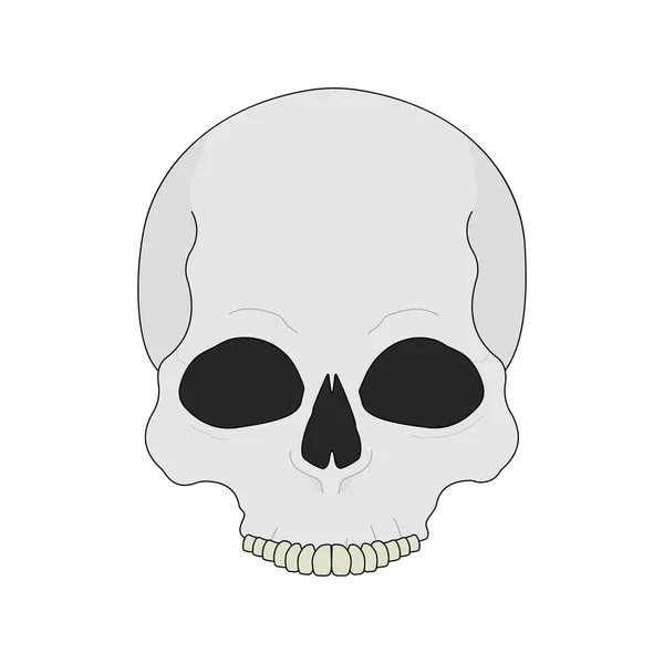 Farbige Illustration menschlicher Schädel — Stockvektor