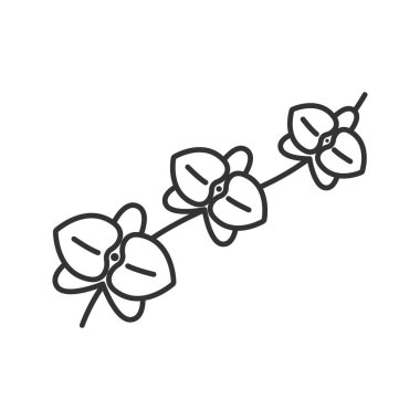 Orkide şube doğrusal simgesi