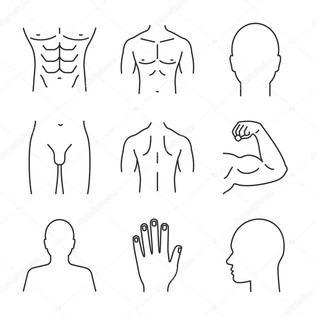 Male body parts linear icons set. Head, hand, bicep, torso, back, buttocks, profile, groin. Thin line contour symbols. Isolated vector outline illustrations