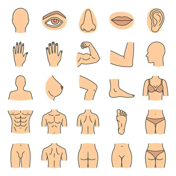 Conjunto de iconos partes del cuerpo humano — Vector de stock