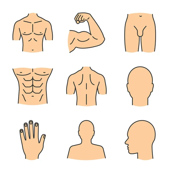 Conjunto de iconos de partes del cuerpo masculino — Archivo Imágenes Vectoriales