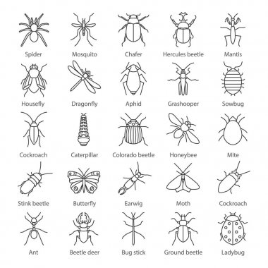 Insects linear icons set. Bugs. Entomologist collection. Thin line contour symbols. Butterfly, earwig, stag bug, phasmid, moth, ant, mantis, spider. Isolated vector outline illustrations clipart
