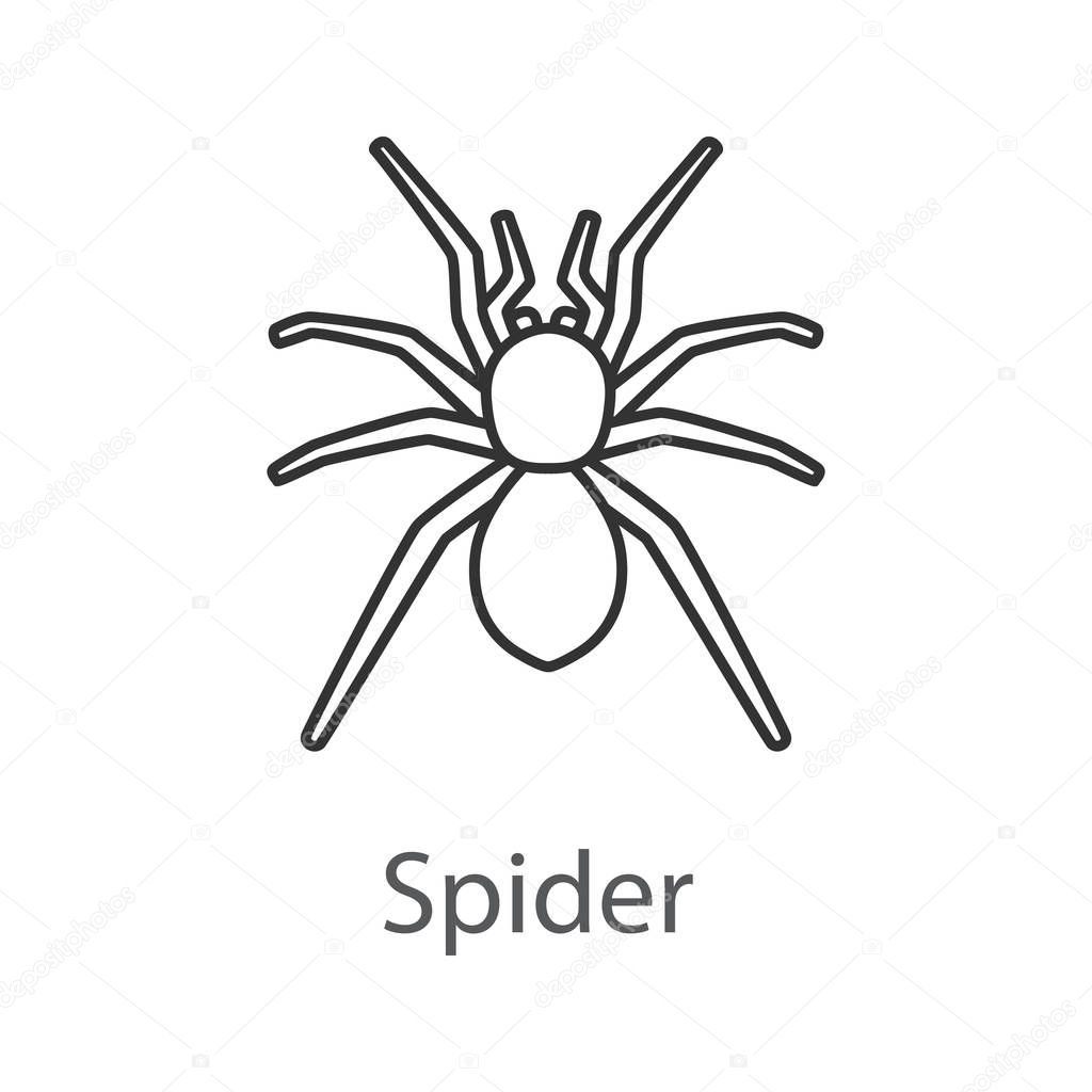 Spider linear icon. Arachnida. Thin line illustration. Contour symbol. Vector isolated outline drawing