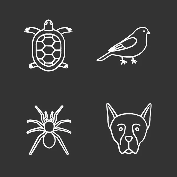 Mascotas Tiza Iconos Conjunto Tortuga Canario Araña Doberman Pinscher Ilustraciones — Vector de stock