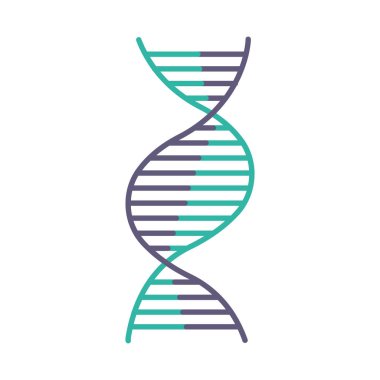 Sağ el DNA sarmalı menekşe ve turkuaz renk ikonu. B-DNA 'sı. Deoksiribonükleik, nükleik asit yapısı. Spiral iplik. Kromozom. Moleküler biyoloji. Genetik kod. İzole vektör illüstrasyonu