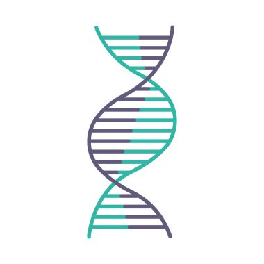 Right-handed DNA helix violet and turquoise color icon. B-DNA. Deoxyribonucleic, nucleic acid structure. Spiral strand. Chromosome. Molecular biology. Genetic code. Isolated vector illustration clipart