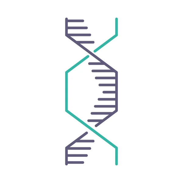 Hexagonal Adn Hélice Violeta Color Turquesa Icono Estructura Ácido Nucleico — Vector de stock