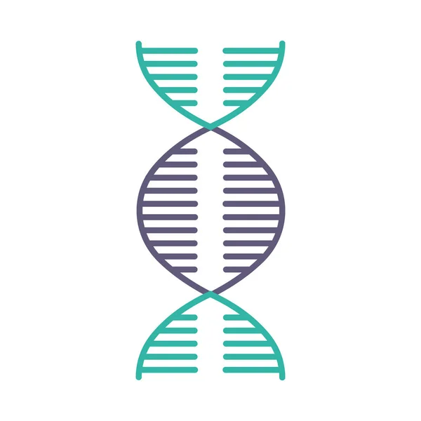 Espiral Adn Violeta Color Turquesa Icono Desoxirribonucleico Hélice Ácido Nucleico — Vector de stock