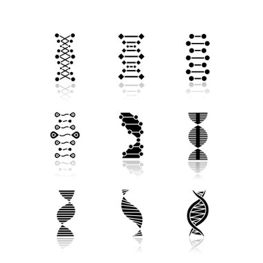 DNA double helix drop shadow black glyph icons set. Deoxyribonucleic, nucleic acid. Spiraling strands. Chromosome. Molecular biology. Genetic code. Genome. Genetics. Isolated vector illustrations clipart