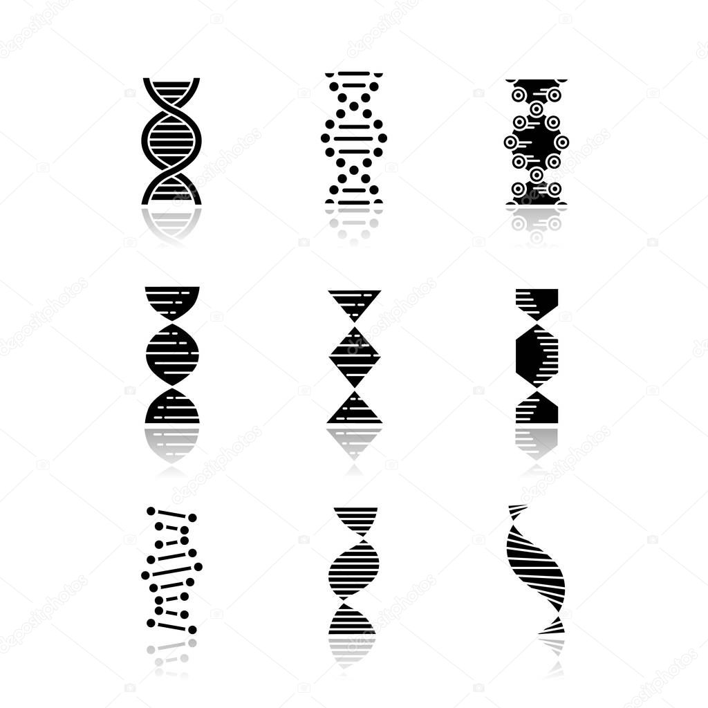DNA spirals drop shadow black glyph icons set. Deoxyribonucleic, nucleic acid helix. Spiraling strands. Chromosome. Molecular biology. Genetic code. Genome. Genetics. Isolated vector illustrations