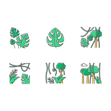 Rainforest plants color icons set. Evergreen forest vines. Swiss cheese plant. Trip to Indonesian jungle. Discovering Bali nature. Exploring tropical flora. Isolated vector illustrations