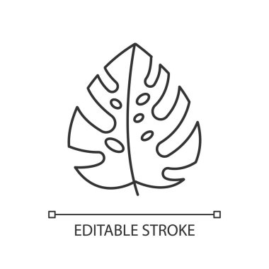 Monstera leaf linear icon. Evergreen tropical forest vines. Swiss cheese plant. Indonesian islands nature. Thin line illustration. Contour symbol. Vector isolated outline drawing. Editable stroke