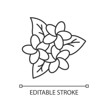 Plumeria inflorescence linear light icon. Exotic flowers. Flora of Indonesia. Blossom of frangipani. Thin line illustration. Contour symbol. Vector isolated outline drawing. Editable stroke
