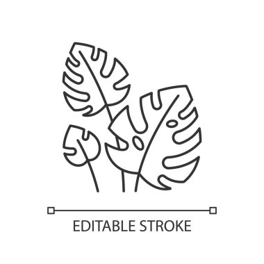 Monstera leaves linear icon. Tropical forest vines. Swiss cheese plant. Indonesian exotic jungles flora. Thin line illustration. Contour symbol. Vector isolated outline drawing. Editable strokes