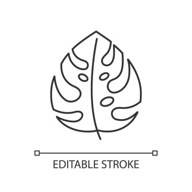 Monstera leaf linear icon. Exotic tropical forest vines. Swiss cheese plant. Indonesian islands nature. Thin line illustration. Contour symbol. Vector isolated outline drawing. Editable stroke