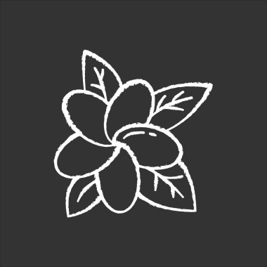 Plumeria tebeşir ikonu. Egzotik bölge çiçekleri. Endonezyalı Flora 