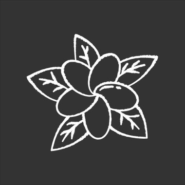 Plumeria tebeşir ikonu. Egzotik bölge çiçekleri. Endonezyalı Flora 