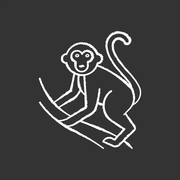 Monkey on liana chalk icon. Tropical country animal, mammal. Exp — Stock Vector