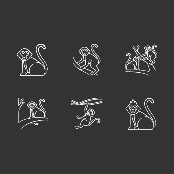 Scimmie in gesso selvatico set di icone. Animali tropicali di campagna — Vettoriale Stock