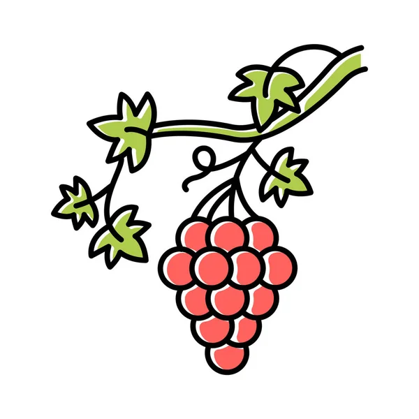 Icono Color Vid Cepillo Uvas Rama Viticultura Vinificación Símbolo Riqueza — Vector de stock