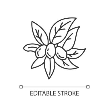 Jojoba pikseli mükemmel doğrusal simge. Mucize meyve. Brezilya meyvesi