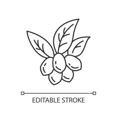 Jojoba pikseli mükemmel doğrusal simge. Yapraklı meyveler. Botanik. Öf.