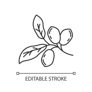 Jojoba pikseli mükemmel doğrusal simge. Egzotik meyveler. Botanik. Mucize