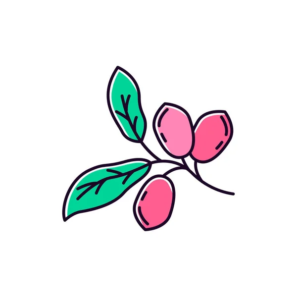 Jojoba green RGB color icon. Exotic fruits. Botany. Miracle frui — 스톡 벡터