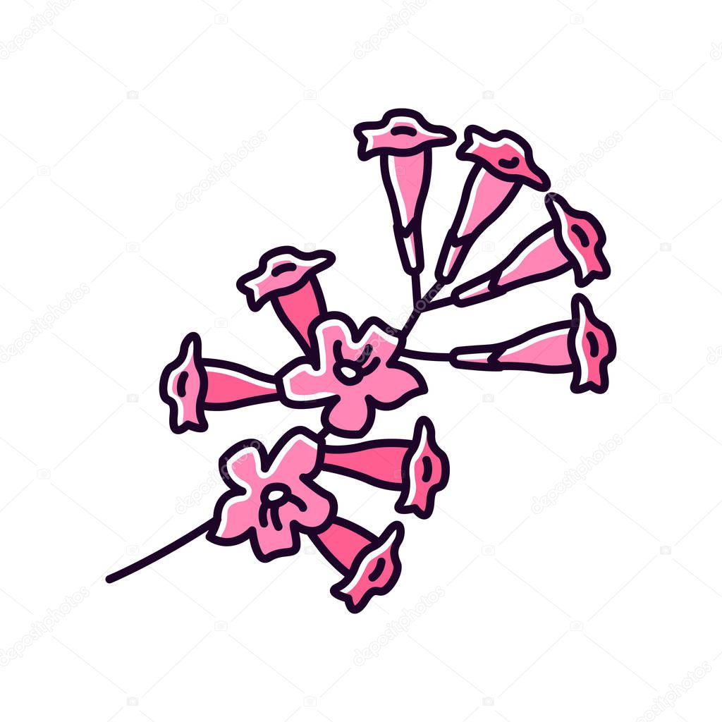 Plumeria RGB color icon. Ipe tree flower. Tropical blossom. Pink