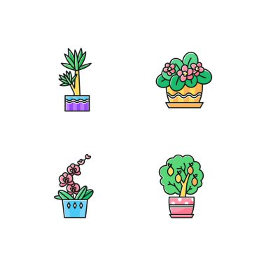 Decorative indoor plants RGB color icons set. Houseplants. Domes