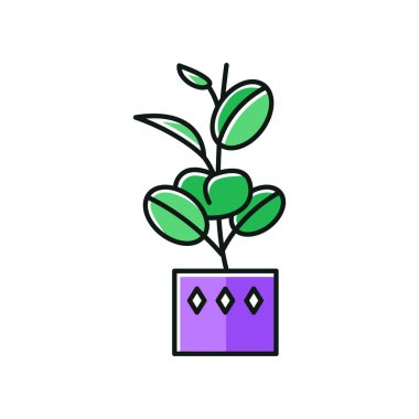 Ficus elastica Rgb renk simgesi. Plastik incir. Hint ağacı. Sakladım.