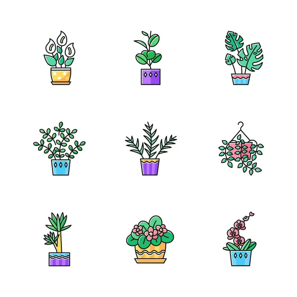 Plantas domesticadas conjunto de ícones de cor RGB. Plantas de casa. Decorativo — Vetor de Stock